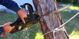 How Our Tree Care Process Works  in Ambler, PA